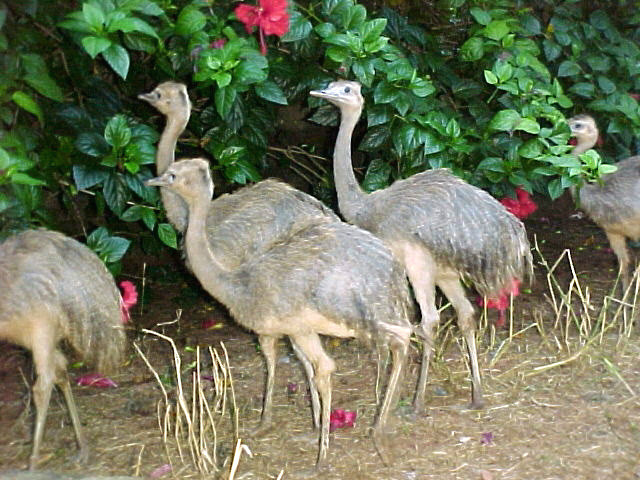nandu