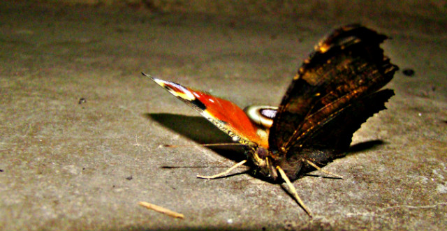 butterfly ...