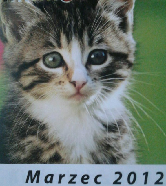 Kotek :*