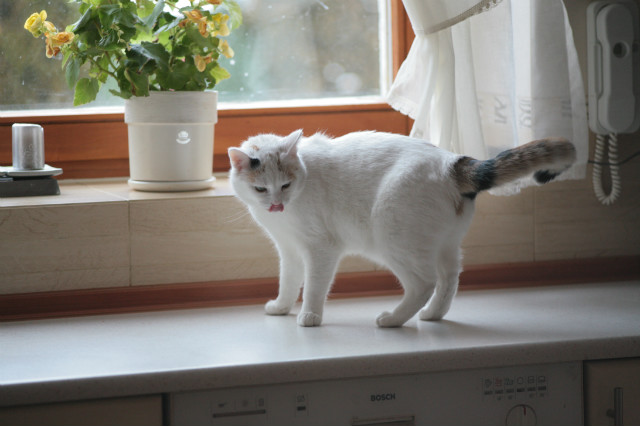 Misia