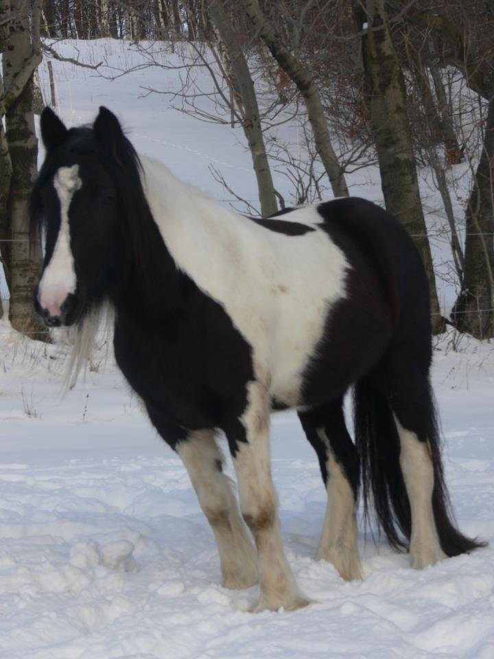 Maluszek