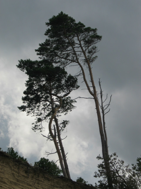 El viento de proa.