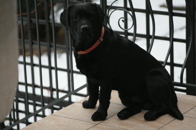 Bruno