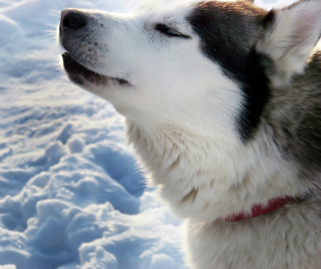 Husky 