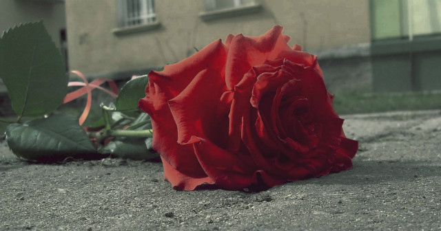 Rose...