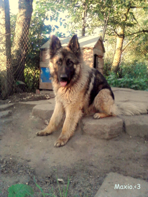 piesek.:>