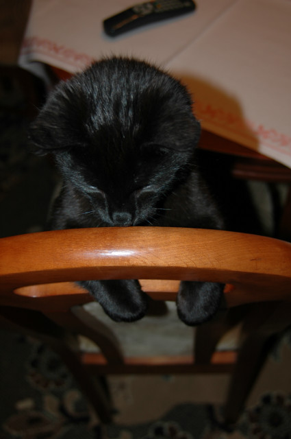 Kotek ; )