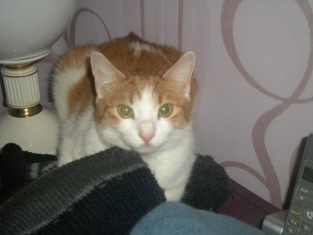 my cat