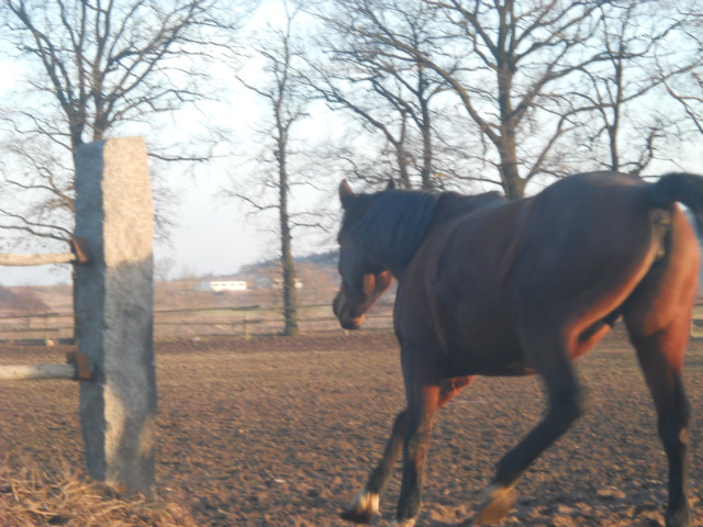 Arka :D
