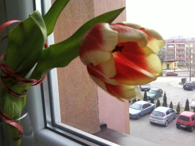 tulipan....