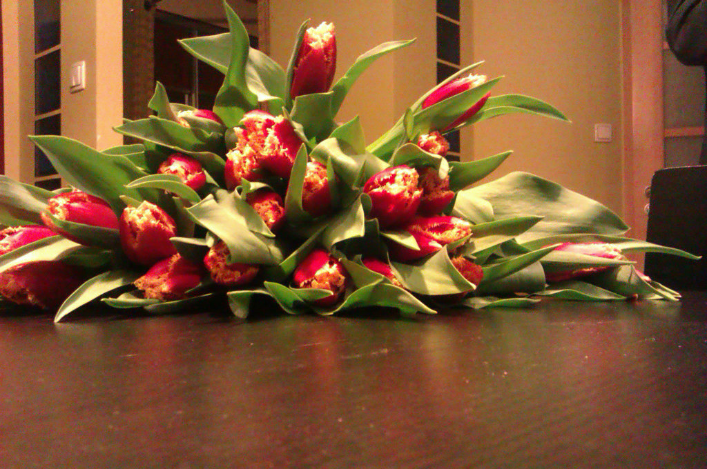 tulipaany 