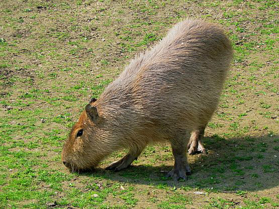 kapibara
