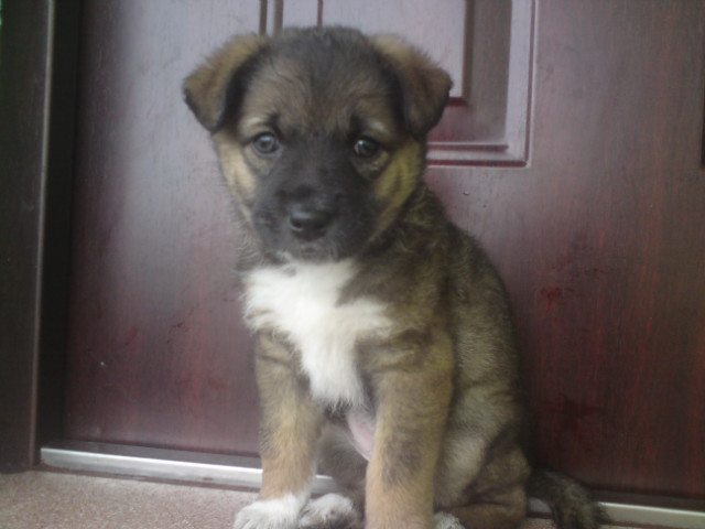 Viki !