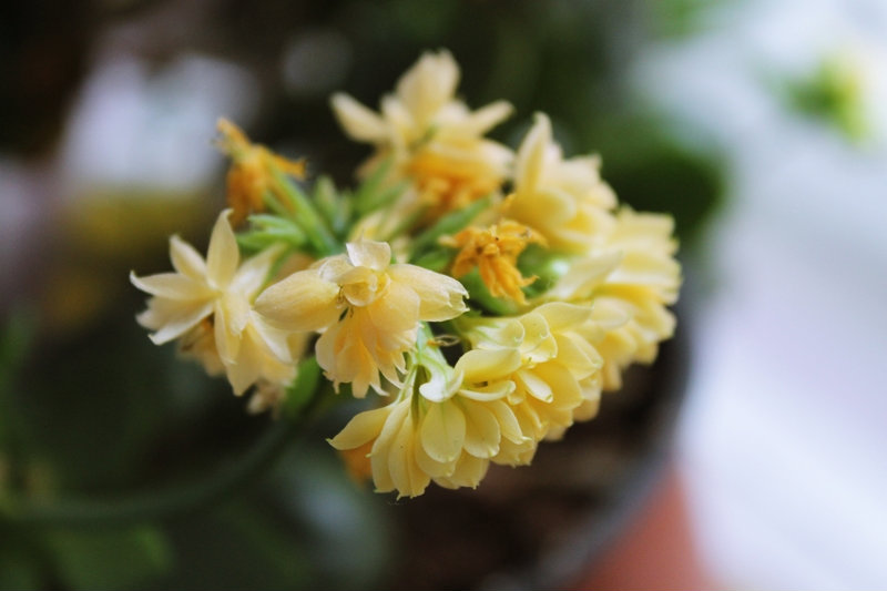 fleurs