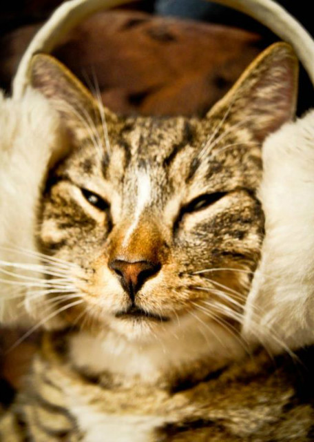 Cat - Made in China :3