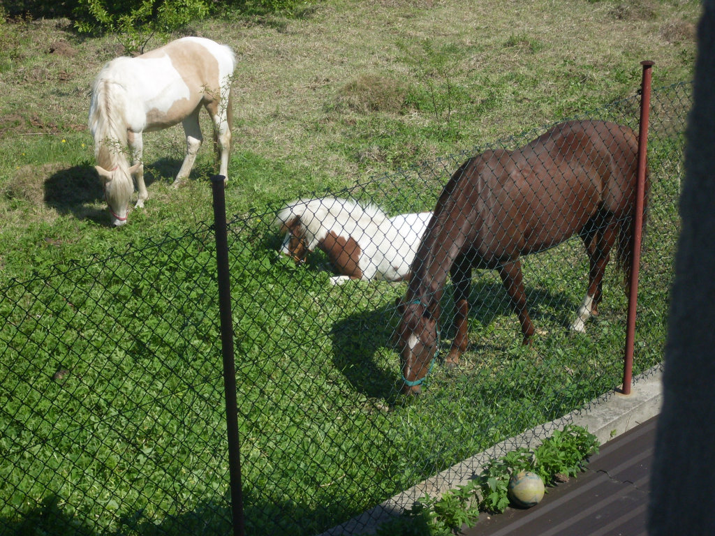 gucio,szampania i lamia-:)