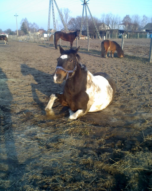 mewu tarzan :)