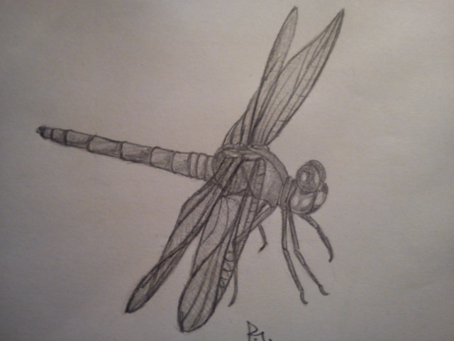 dragonfly