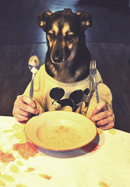 please, give me some food