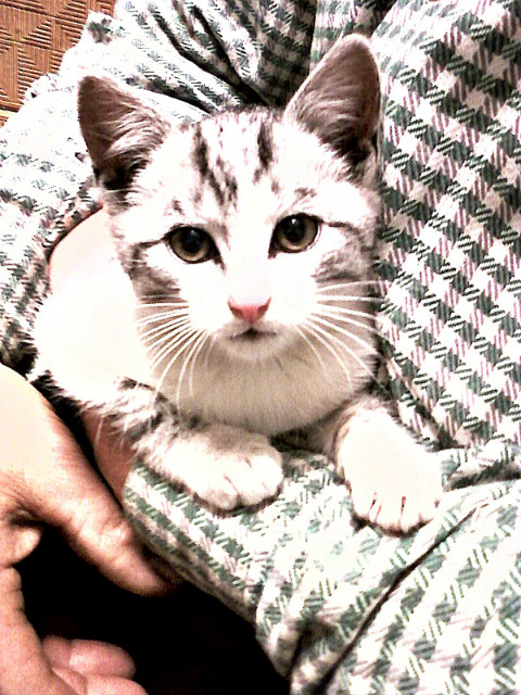 cat..