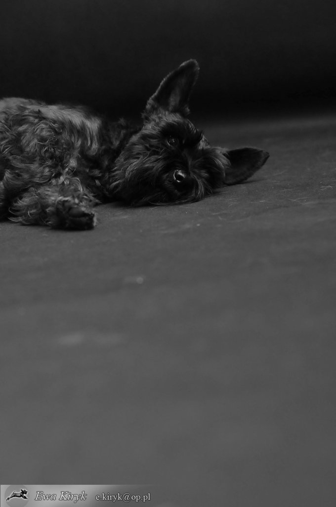 mistrz:)