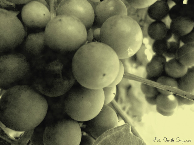 winogrono :>