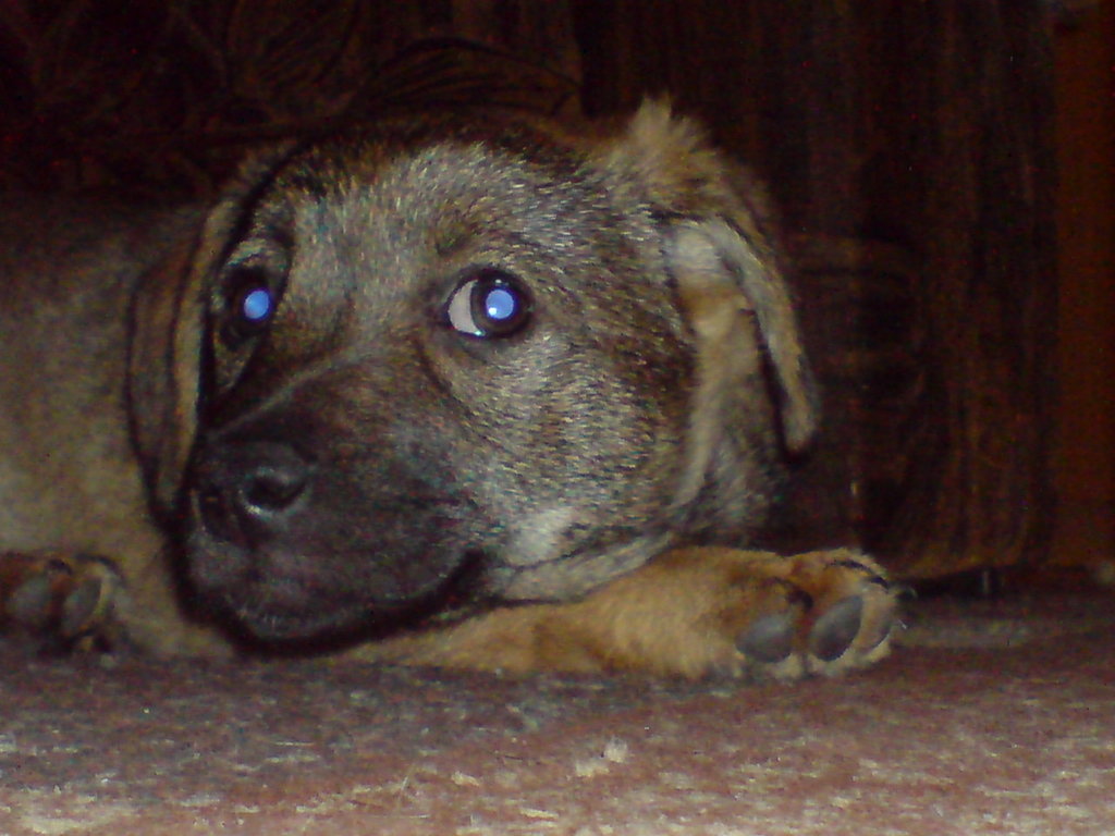Tofik