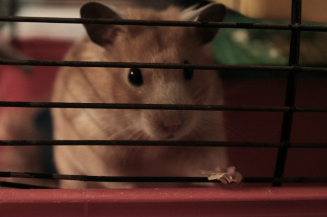 Hubert