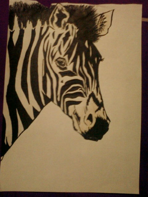 Zebra