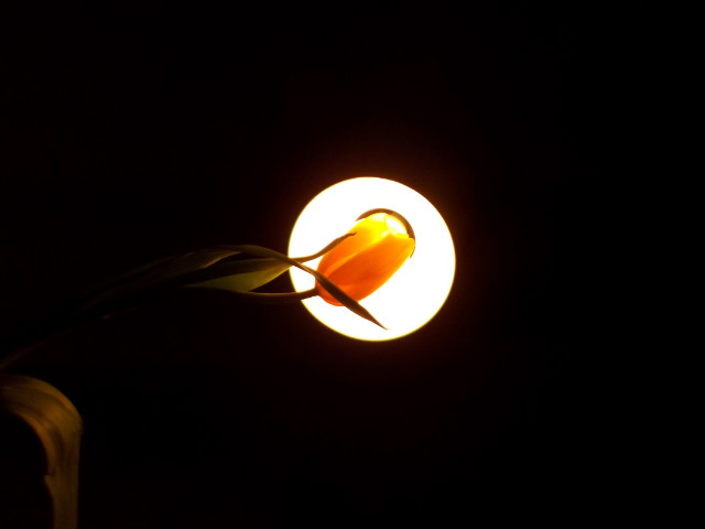 tulipano