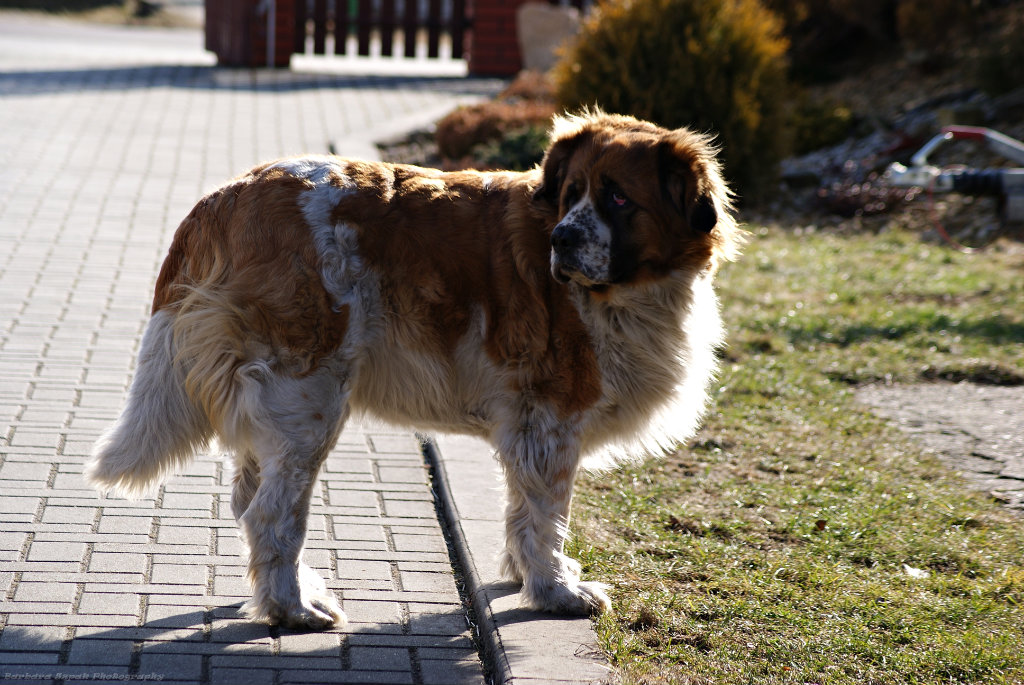 The dog