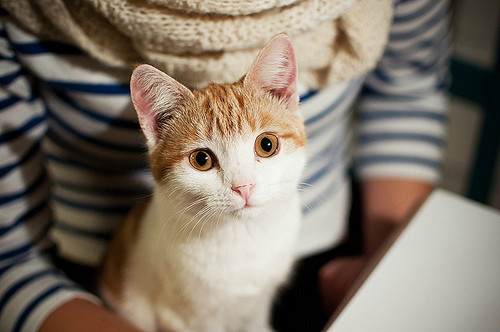 hey idiot,i love you