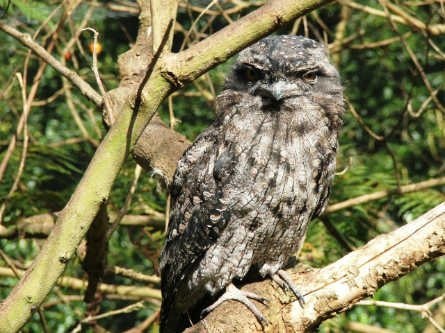 Owl