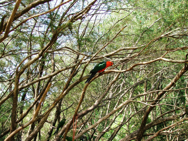 Parrots