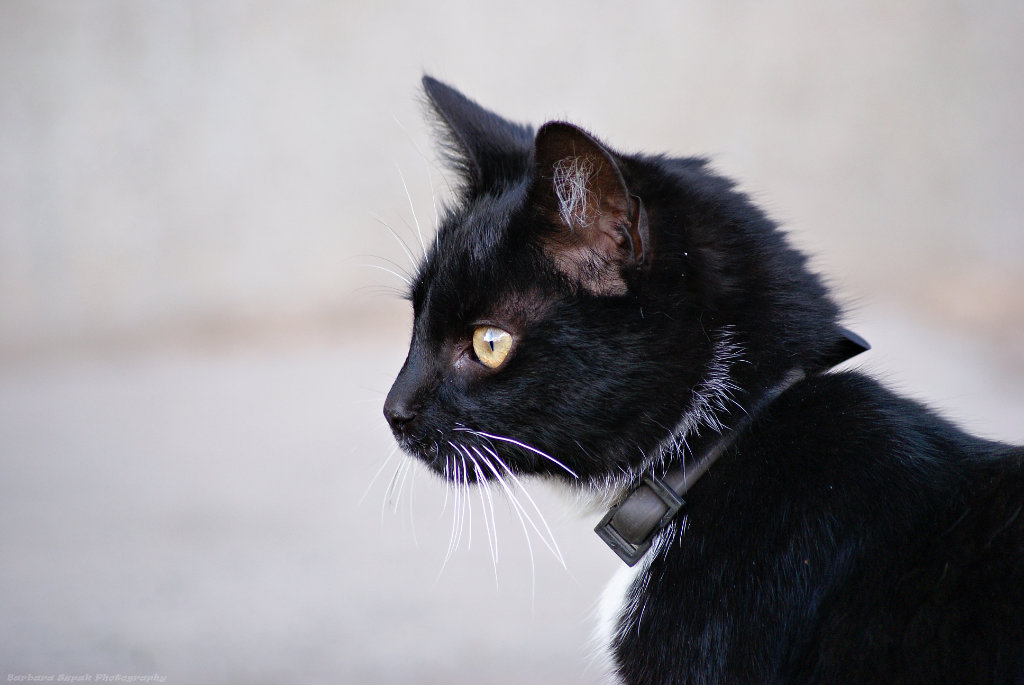 The cat