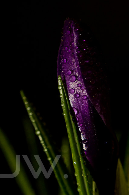 Krokus Pokus