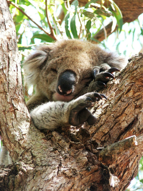 Sleepy koala