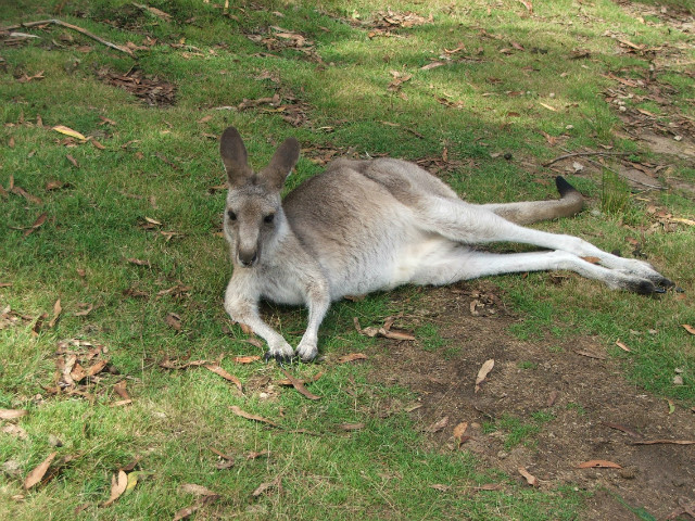 Resting kangaroo