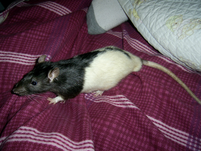 Borys .