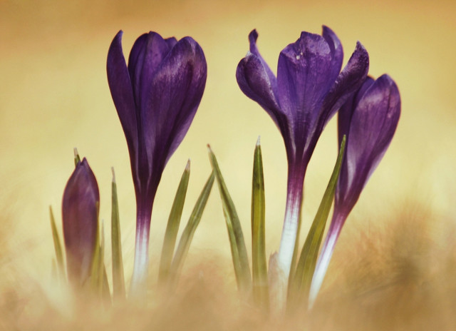 spring.