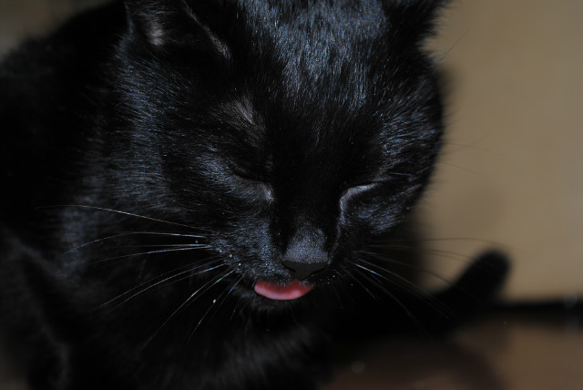 kicia
