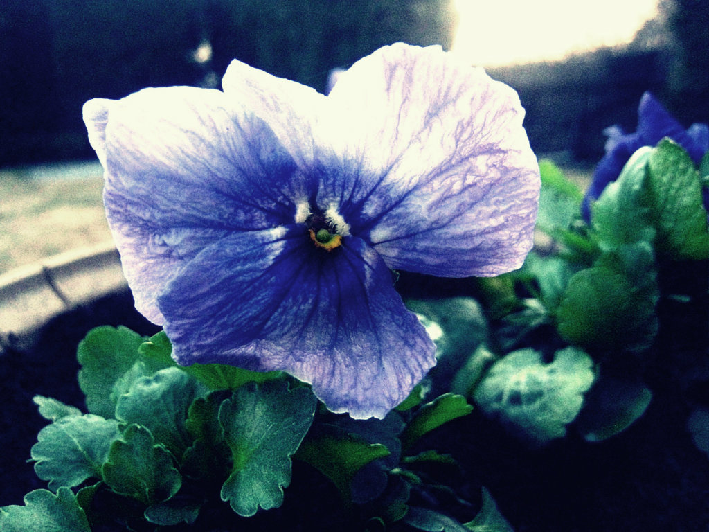 flower