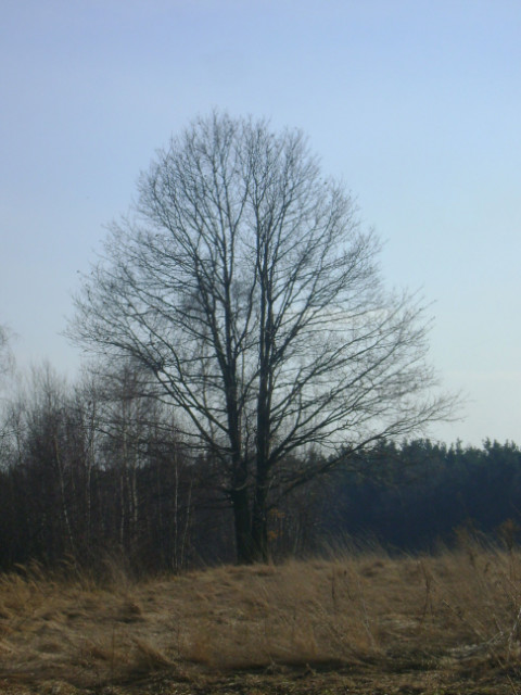 Drzewo