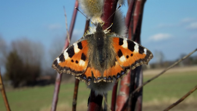 SPRING . < 3 