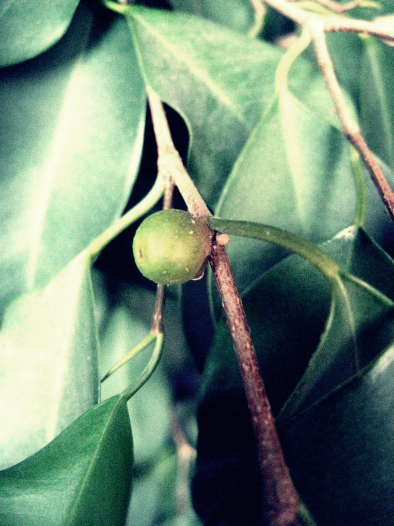 fruit