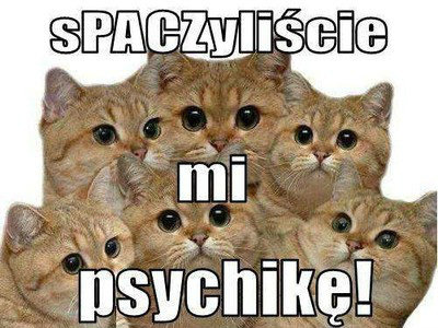 Kot Paczacz