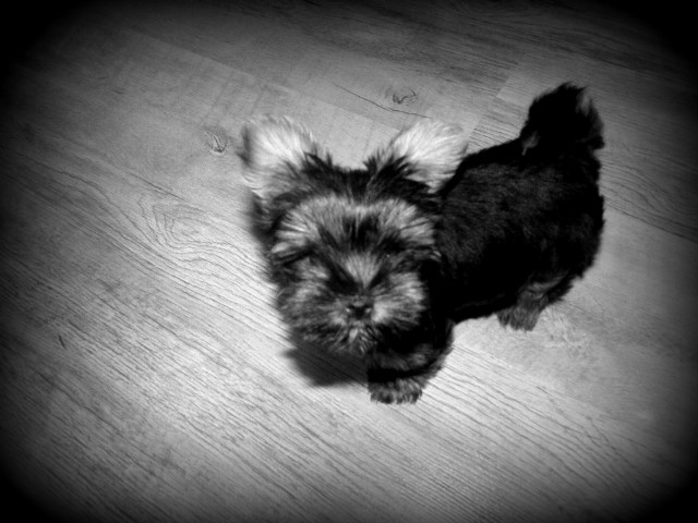Mody :**