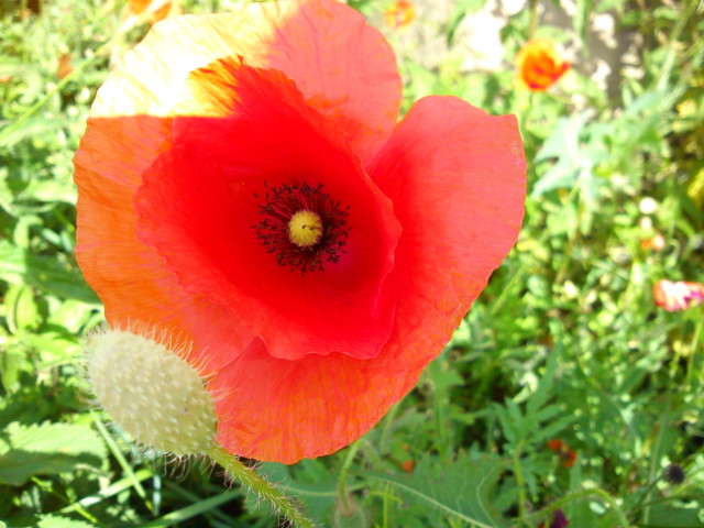 Spring