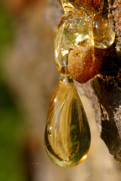 Macro