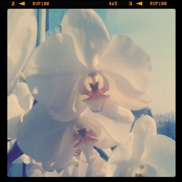 Flowers ;]